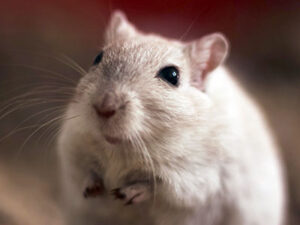 Лабораторная крыса