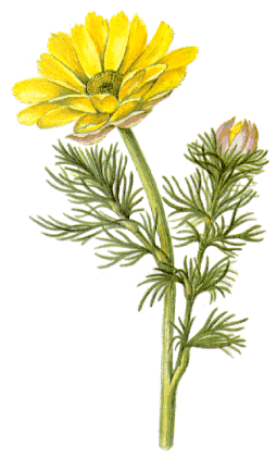 Адонис весенний (горицвет)