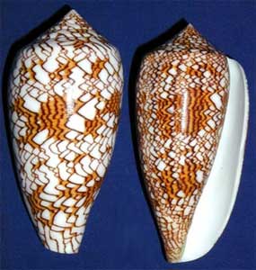 Conus textile